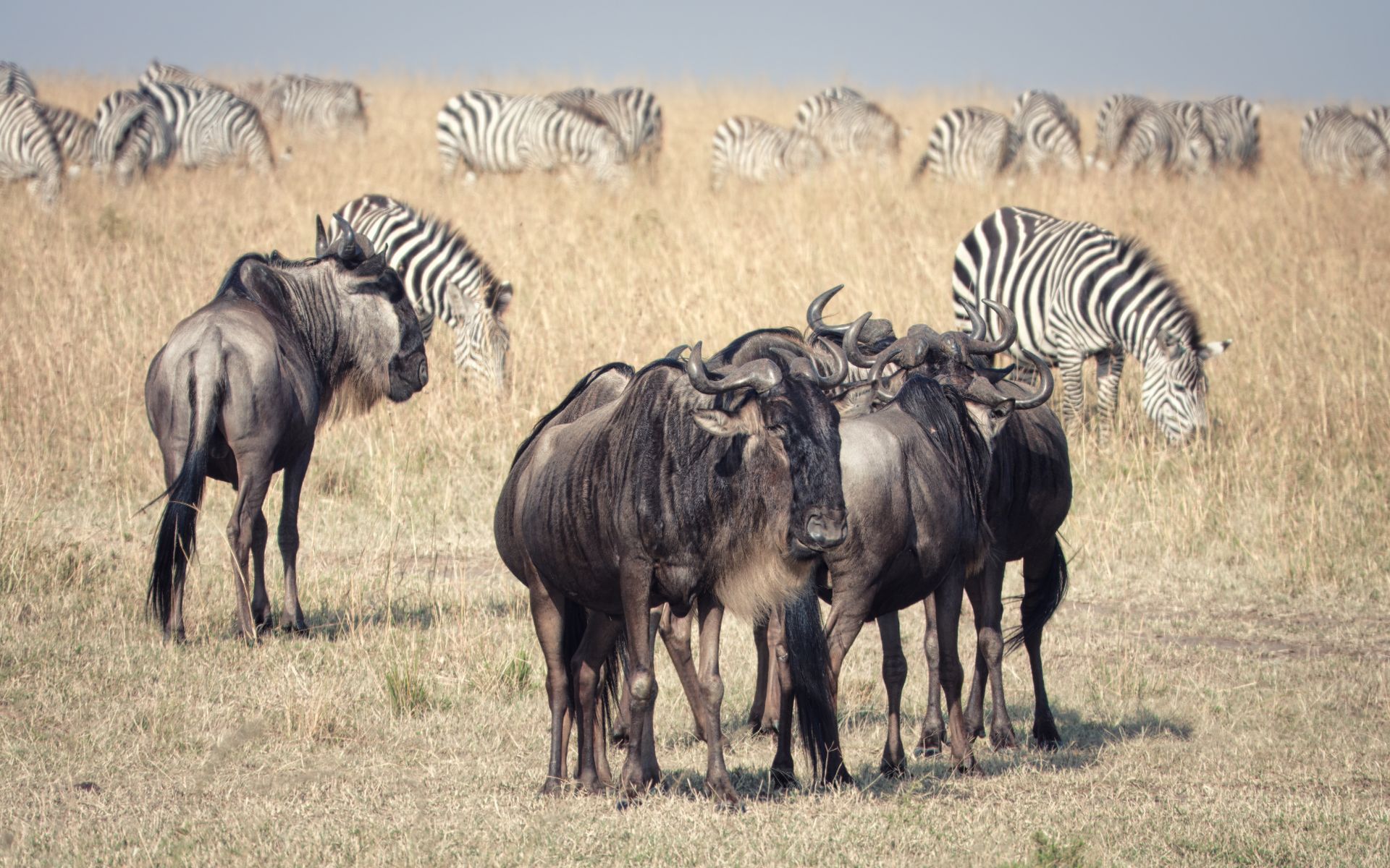 Wildebeest and zebra on the Serengeti plains
